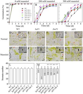 Enhanced drought tolerance and photosynthetic efficiency in Arabidopsis by overexpressing phosphoenolpyruvate carboxylase from a single-cell C4 halophyte Suaeda aralocaspica